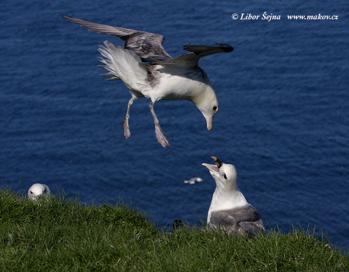 Buřňák lední (Fulmarus glacialis)