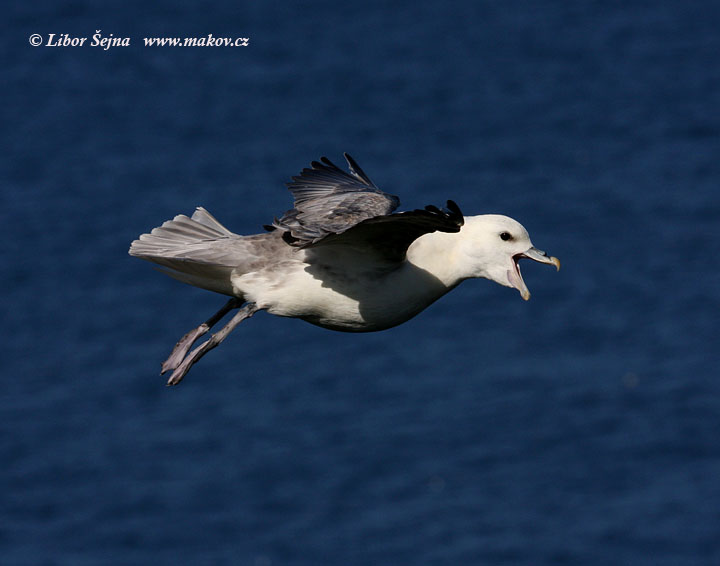 Buřňák lední (Fulmarus glacialis)
