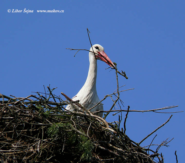 Čáp bílý (Ciconia ciconia)