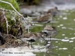 Jespák obecný (Calidris alpina)