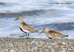 Jespák obecný (Calidris alpina)