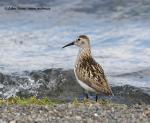 Jespák obecný (Calidris alpina)