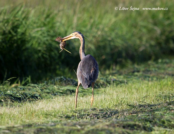 Volavka červená (Ardea purpurea)