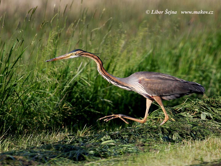 Volavka červená (Ardea purpurea)