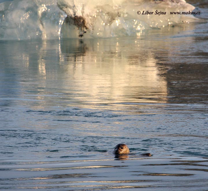 Tuleň obecný (Phoca vitulina)