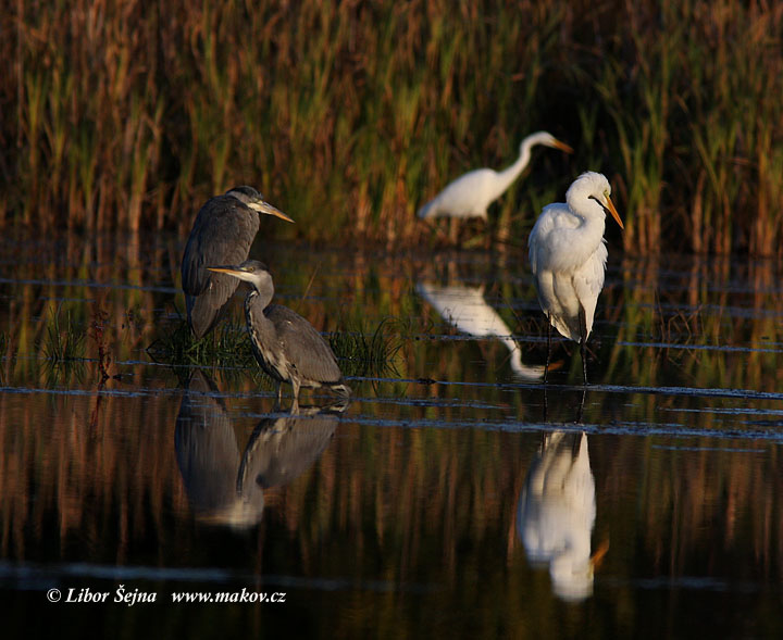 Volavka  bílá (Ardea alba)