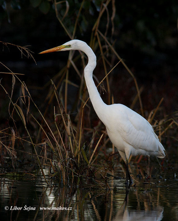 Volavka  bílá (Ardea alba)