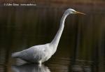 Great White Egret (Ardea alba)