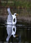 Great White Egret (Ardea alba)