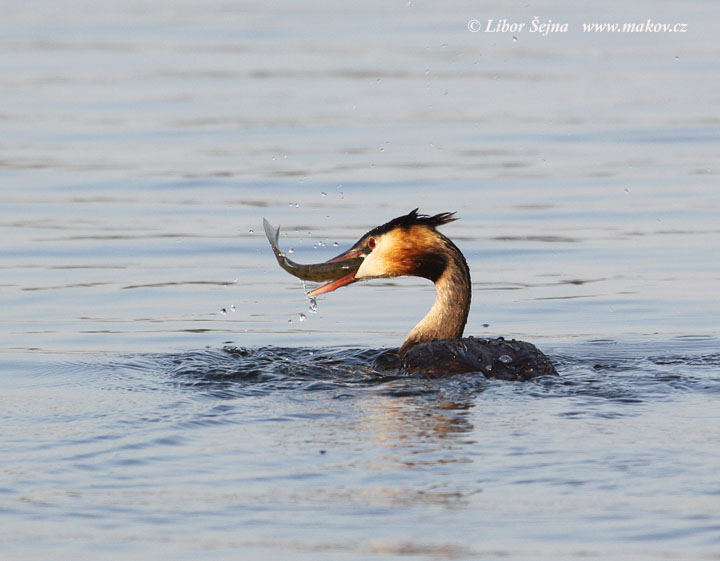 Potápka roháč (Podiceps cristatus)