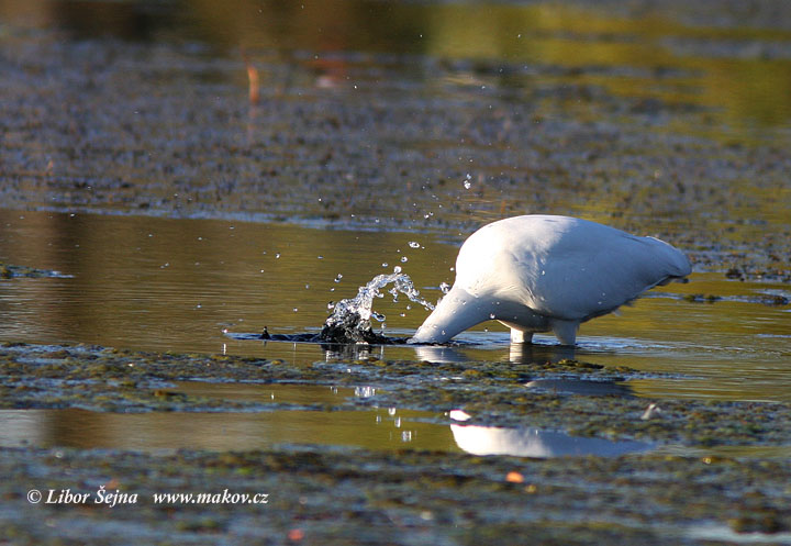 Volavka  bílá (Ardea alba)