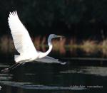 Great White Egret (Ardea alba)