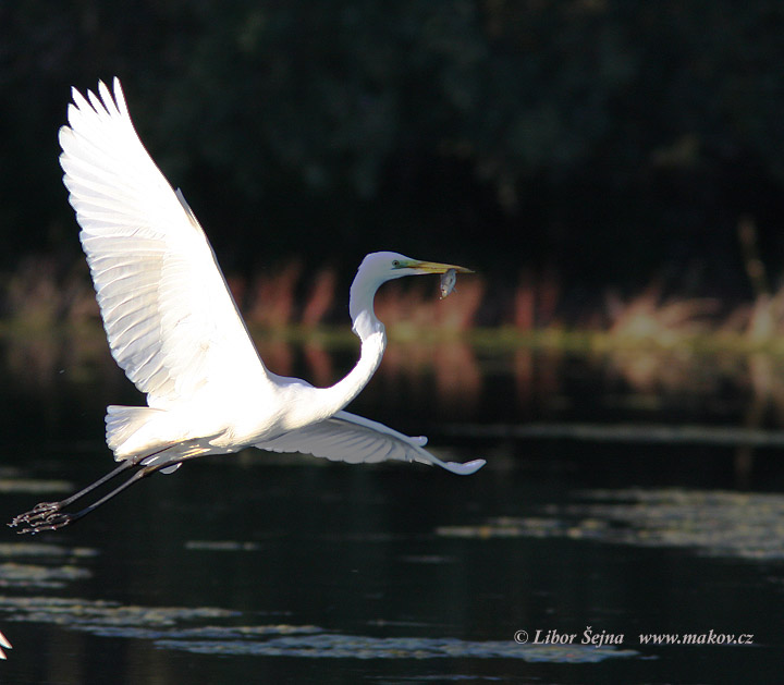 Volavka  bílá (Ardea alba)