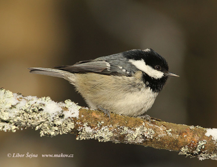 Sýkora uhelníček (Parus ater)
