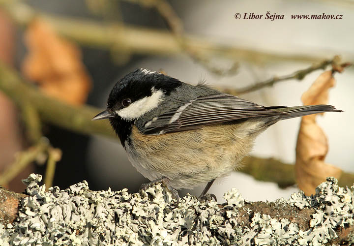Sýkora uhelníček (Parus ater)