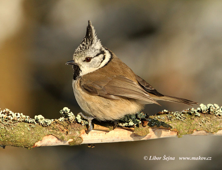 Sýkora parukářka (Parus cristatus)