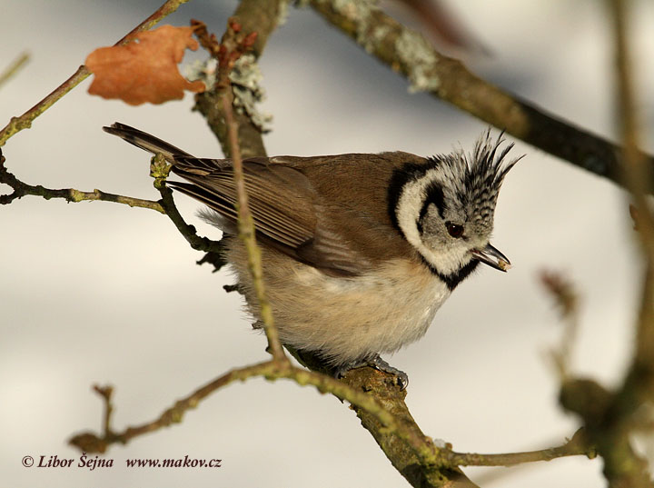 Sýkora parukářka (Parus cristatus)