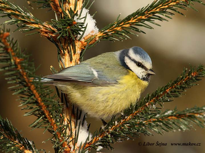 Sýkora modřinka (Parus caeruleus)