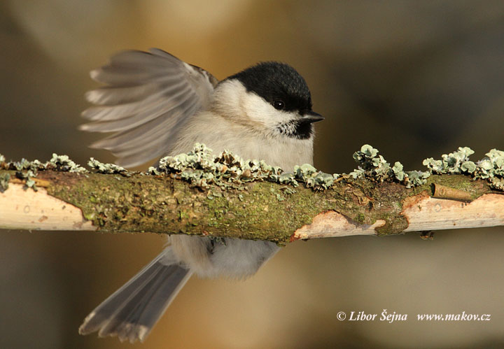 Sýkora babka (Parus palustris)