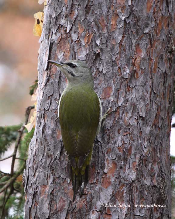 Žluna šedá (Picus canus)