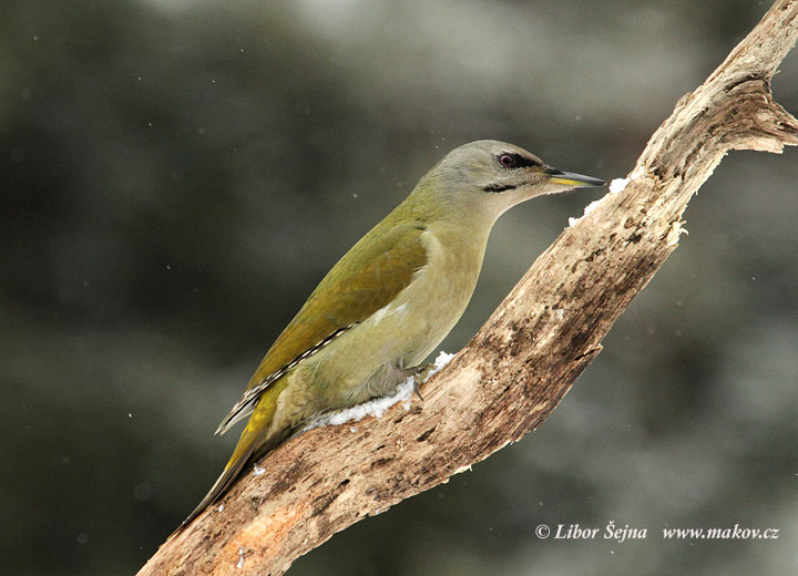 Žluna šedá (Picus canus)