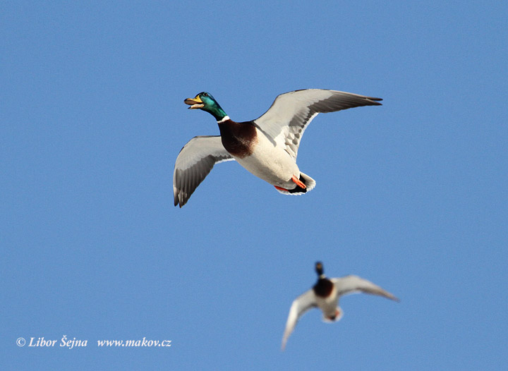Kachna divoká (Anas platyrhynchos)