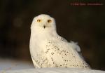 Snowy Owl (Nyctea scandiaca)