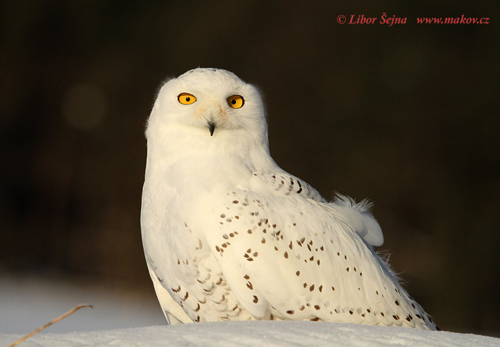 Sovice sněžná (Nyctea scandiaca)