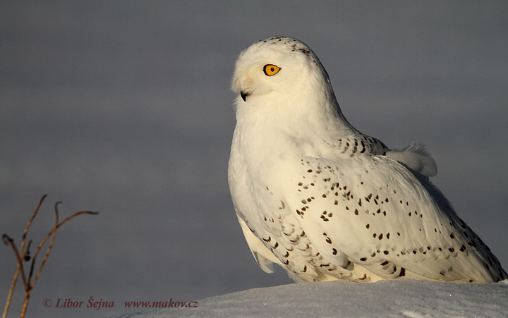 Sovice sněžná (Nyctea scandiaca)