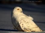 Snowy Owl (Nyctea scandiaca)