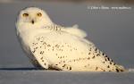 Snowy Owl (Nyctea scandiaca)