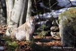 Rys ostrovid (Lynx lynx)