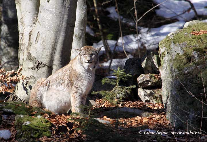 Rys ostrovid (Lynx lynx)