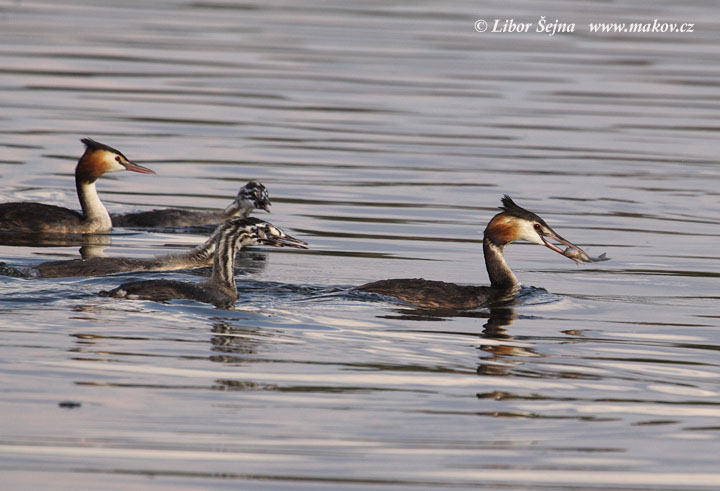 Potápka roháč (Podiceps cristatus)