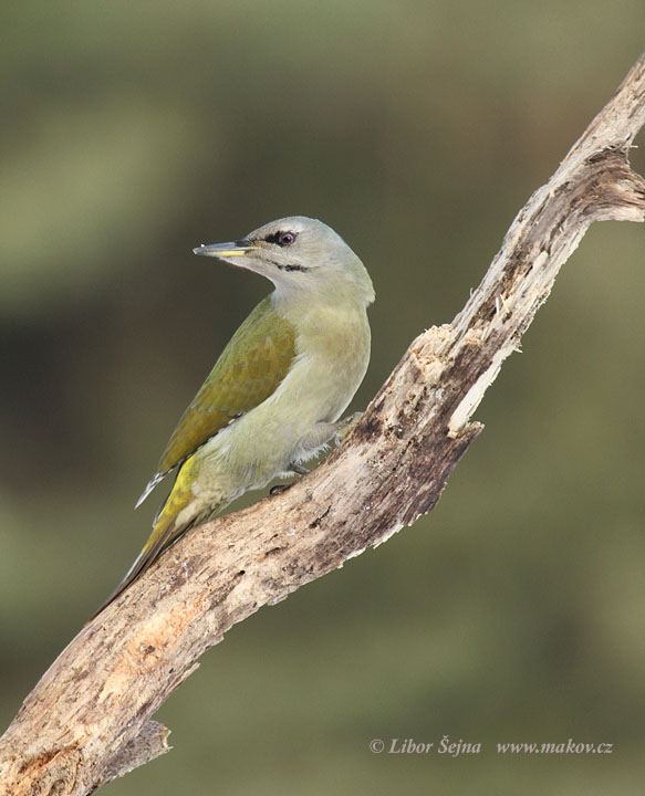 Žluna šedá (Picus canus)