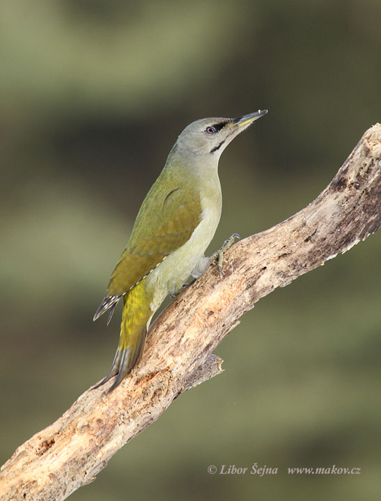 Žluna šedá (Picus canus)
