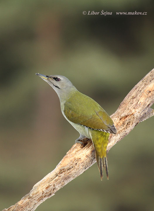 Žluna šedá (Picus canus)