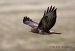 Káně lesní (Buteo buteo)