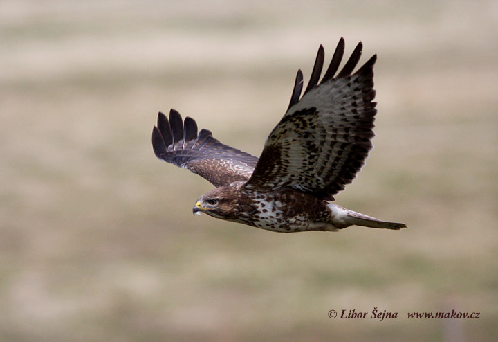 Káně lesní (Buteo buteo)