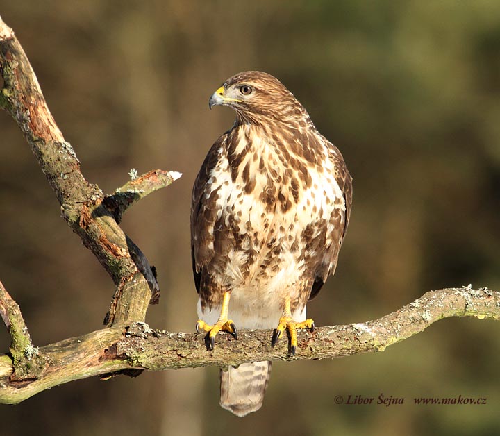 Káně lesní (Buteo buteo)