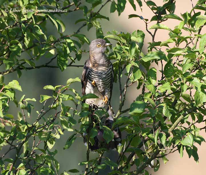 Kukačka obecná (Cuculus canorus)