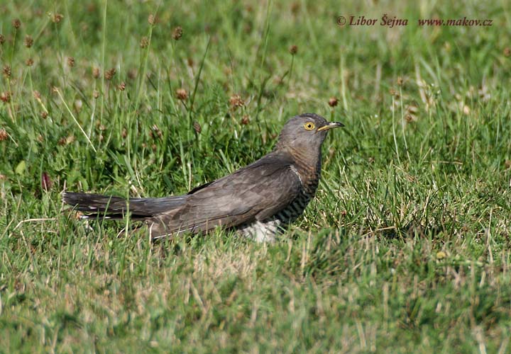 Kukačka obecná (Cuculus canorus)