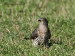 Cuckoo (Cuculus canorus)