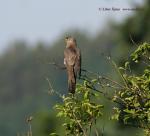 Cuckoo (Cuculus canorus)