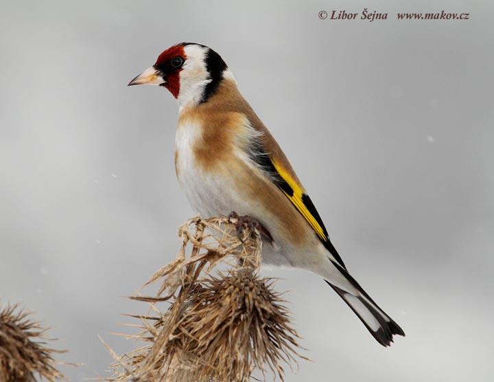 Stehlík obecný (Carduelis carduelis)