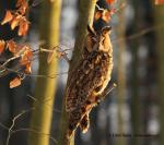 Long-eared Owl (Asio otus)