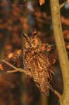 Long-eared Owl (Asio otus)