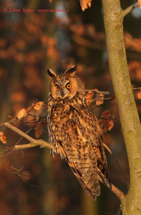 Kalous ušatý (Asio otus)