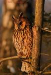 Long-eared Owl (Asio otus)