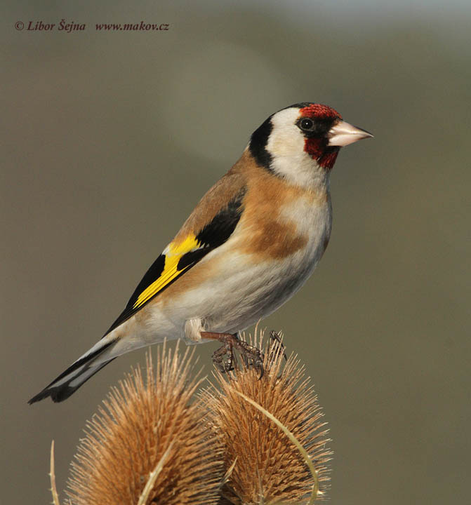 Stehlík obecný (Carduelis carduelis)